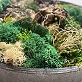 handmade preserved moss wall art fairy circle (copy)