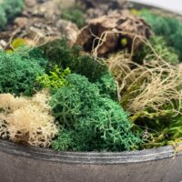 handmade preserved moss wall art fairy circle (copy)