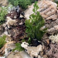 handmade preserved moss wall art fairy forest