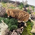 handmade preserved moss wall art fairy forest
