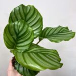 Calathea Orbifolia Prayer Plant 11cm pot