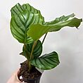 calathea burle marxii prayer plant 11cm pot (copy)