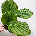 calathea burle marxii prayer plant 11cm pot (copy)