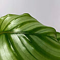 calathea burle marxii prayer plant 11cm pot (copy)