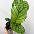 calathea burle marxii prayer plant 11cm pot (copy)