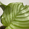 calathea burle marxii prayer plant 11cm pot (copy)