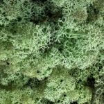 Preserved Reindeer Moss MINT GREEN