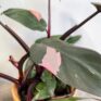 philodendron pink princess highly variegated 10cm pot