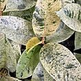 ficus shivereana variegata moonshine 11cm pot
