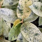 Ficus Shivereana Variegata Moonshine 11cm pot