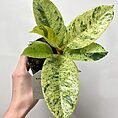 ficus shivereana variegata moonshine 11cm pot