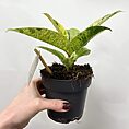 ficus shivereana variegata moonshine 11cm pot