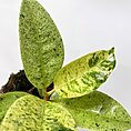 ficus shivereana variegata moonshine 11cm pot