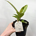 ficus shivereana variegata moonshine 11cm pot