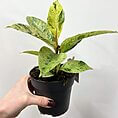 ficus shivereana variegata moonshine 11cm pot