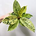 ficus shivereana variegata moonshine 11cm pot