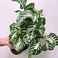 alocasia dragon scale elephant ear plant 12cm pot