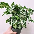 alocasia dragon scale elephant ear plant 12cm pot