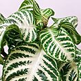 alocasia dragon scale elephant ear plant 12cm pot