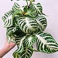 alocasia dragon scale elephant ear plant 12cm pot