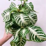 Aphelandra Squarrosa Zebra Variegated Cintho Curley White 13cm pot