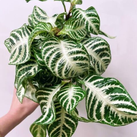 alocasia dragon scale elephant ear plant 12cm pot