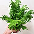 alocasia dragon scale elephant ear plant 12cm pot