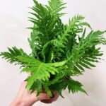 Blechnum Gibbum Silver Lady Fern 14cm pot