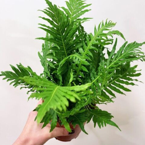alocasia dragon scale elephant ear plant 12cm pot