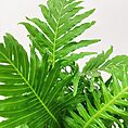 alocasia dragon scale elephant ear plant 12cm pot