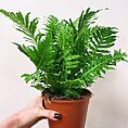alocasia dragon scale elephant ear plant 12cm pot
