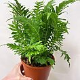 alocasia dragon scale elephant ear plant 12cm pot