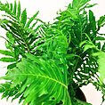 alocasia dragon scale elephant ear plant 12cm pot