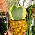 alocasia dragon scale elephant ear plant 12cm pot