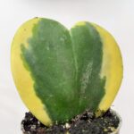 Variegated Hoya Kerrii 5cm pot