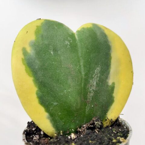 alocasia dragon scale elephant ear plant 12cm pot