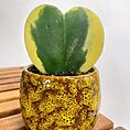 alocasia dragon scale elephant ear plant 12cm pot