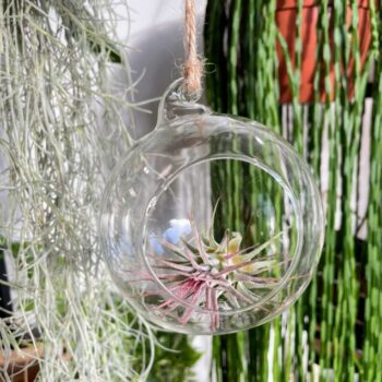 Tillandsia Lonantha Red Air Plant In Glass Bulb Christmas airplant 2