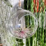 Tillandsia Lonantha Red Air Plant In Glass Bulb