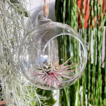 Tillandsia Lonantha Red Air Plant In Glass Bulb Christmas airplant