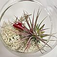 tillandsia lonantha red air plant in glass bulb