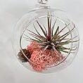 tillandsia lonantha red air plant in glass bulb