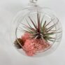 tillandsia lonantha red air plant in glass bulb