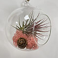 tillandsia lonantha red air plant in glass bulb