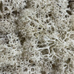 Preserved Reindeer Moss NATURAL PALE