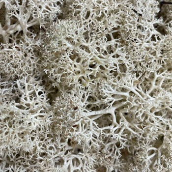 Bulk bag of soft preserved Reindeer Moss in natural pale, ideal for moss walls, art, terrariums, and botanical crafts. Long-lasting and eco-friendly.