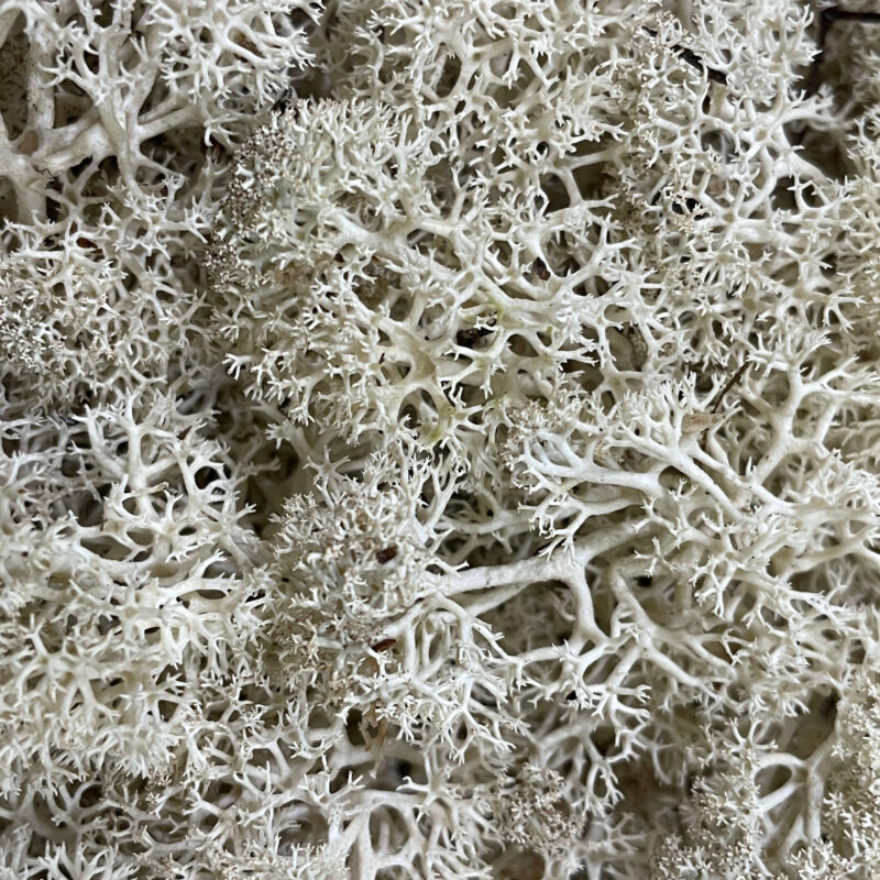 Bulk bag of soft preserved Reindeer Moss in natural pale, ideal for moss walls, art, terrariums, and botanical crafts. Long-lasting and eco-friendly.