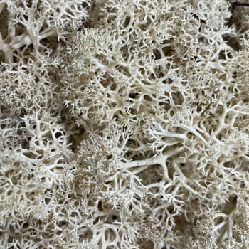 Bulk bag of soft preserved Reindeer Moss in natural pale, ideal for moss walls, art, terrariums, and botanical crafts. Long-lasting and eco-friendly.