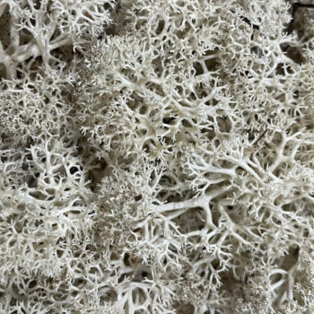 Bulk bag of soft preserved Reindeer Moss in natural pale, ideal for moss walls, art, terrariums, and botanical crafts. Long-lasting and eco-friendly.