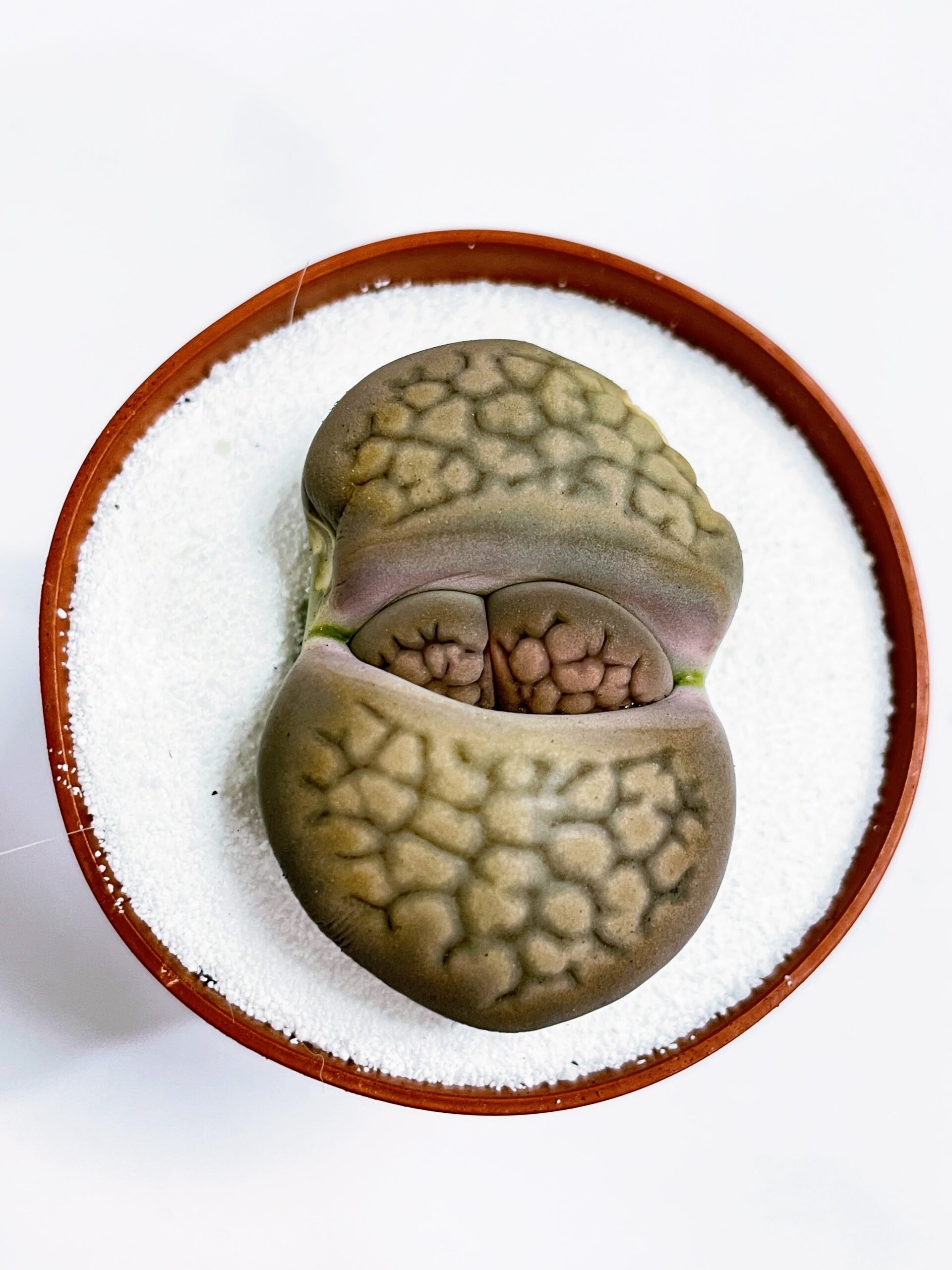 10 Bizarre and Unusual Houseplants to Add a Unique Twist to Your Indoor Garden